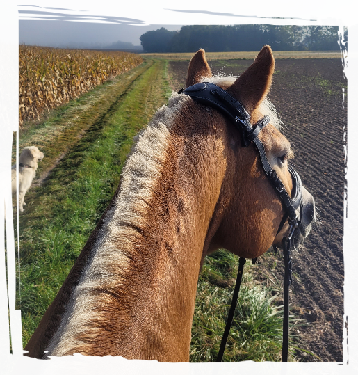Ausritt mit Sehsa Wunderschönes Wetter beim Ausreiten mit Sesha