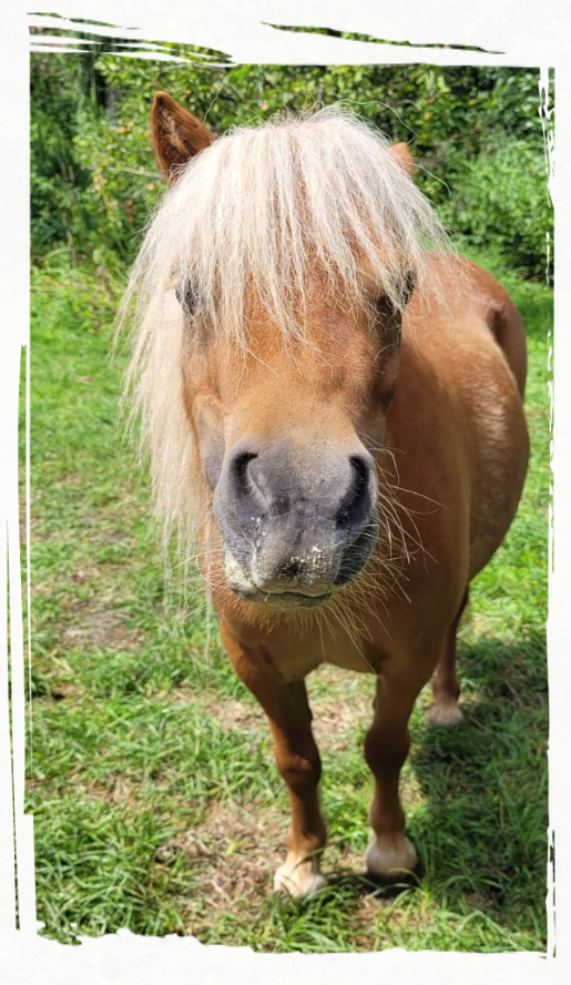 Lucy Unser Pony Lucy