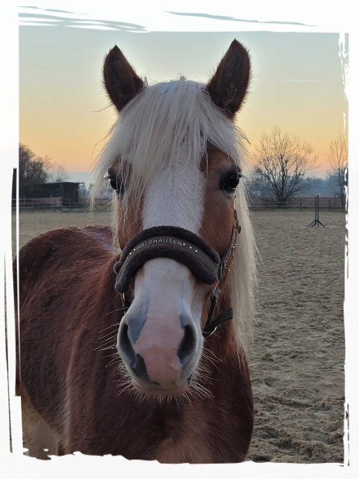 Belana Belana unsere jüngste