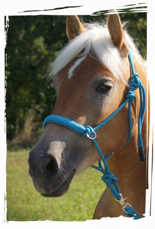 Sabine, Bine Haflingerstute Sabine